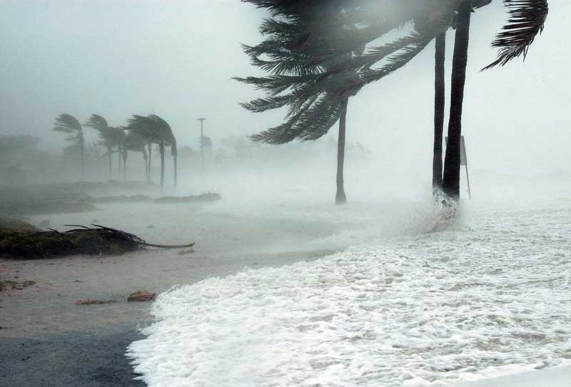 wind blowing palm trees from hurricane